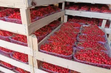 cennik owoców miekkich u posrednikow