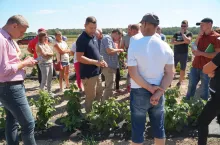 Spotkanie dla producentów malin w kożuchowce