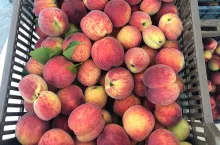 brzoskwinie i morele na rynkach hurtowych