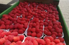 ceny mlain na rynkach hurtowych