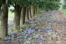 sliwki masowy import