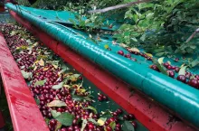 mechaniczny zbiór wiśni