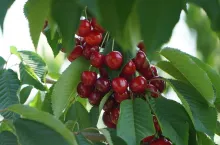 Letnie Pokazy czereśniowe