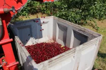 ceny wiśni na tłoczenie i pw