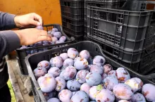 zanizanie cen sliwek w sandomierzu przez samych sadowników