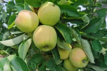 piros sprzedaz n rynkach hurtowych