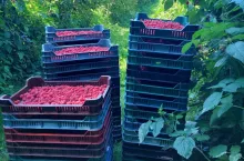 ceny malin jakie ceny w szczycie sezonu