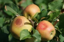 oparzenia sloneczne na jablkach