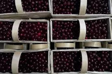 cennik wiśni i owoców 2022