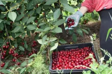 ceny wiśni na skupach 2022