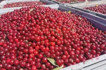 skup wiśni jakie pierwsze ceny na skupach