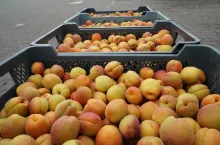 gurtowe ceny owoców relacja z sandomierza