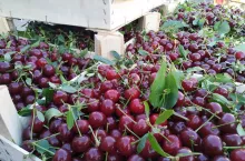 ceny wiśni deserowych 2022