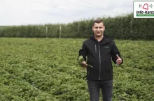 Zabiegi pozbiorcze na plantacji truskawek - Tomasz Domański - 13.07.2022