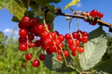 czerwone porzeczki ceny