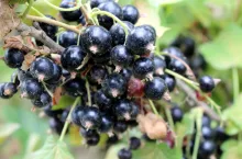 czarna porzeczka ceny 2022 skup