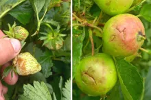 gradobicia w sadach i na plantacjach truskawek w powiecie rawskim