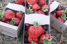 ceny truskawek w hurcie