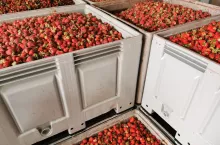 truskawki na tłocznie