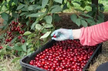 zbiory i ceny wiśni w serbii