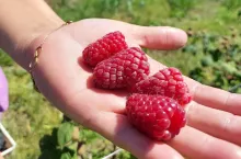 apel o wstrzymanie zbiorów malin