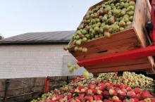 jabłka przemysłowe