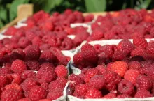 ruszył skup malin przemysłowych