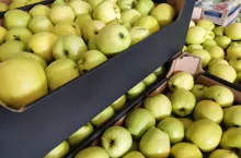 ceny jabłek deserowych