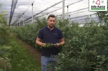 Komunikat borówka Agrosimex - Tomasz Domański