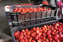 ceny skupu truskawek