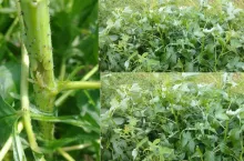 uszkodzone plantacje malin