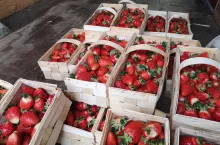 aktualne ceny truskawek