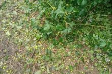 gradobicia na Lubelszczyźnie