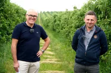 aktualna sytuacja, presja ze strony owocówki jabłkóweczki