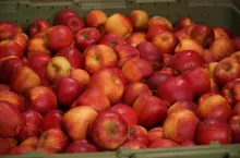 polskie jabłka w chłodniach