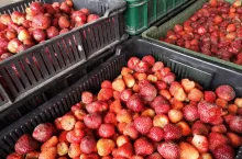 truskawki na mrożenie ceny