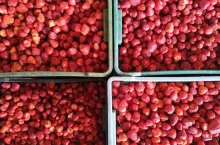 truskawki przemysłowe ceny skupu