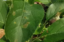 wodorowęglan potasu