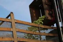 ceny jabłek przemyslowych 2022