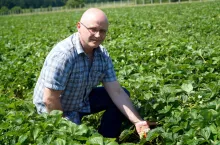 biologiczna ochrona truskawek