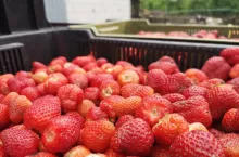 ceny truskawek w skupie 2025