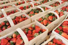 aktualne ceny truskawek w hurcie