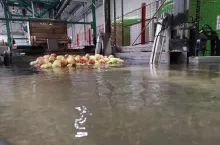 ceny jabłek na sortowanie