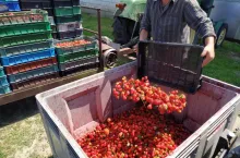 ceny truskawek w skupie