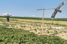 odstraszanie ptaków z plantacji truskawek