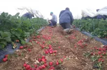 zbiory truskawek we Francji