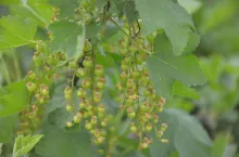 Fot. 3. ‘Rolan’- wzrost zawiązków, BBCH 75 (28.05.2022r.)