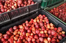 ceny truskawek w skupie 2022