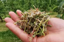 intensywny opad zawiązków