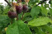 silne infekcje parcha jabłoni